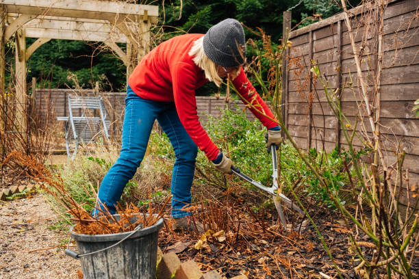 Perennial pruning